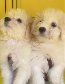 Order Female  Maltese Puppy from Goa