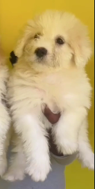 Order Female Maltese Puppy from Delhi