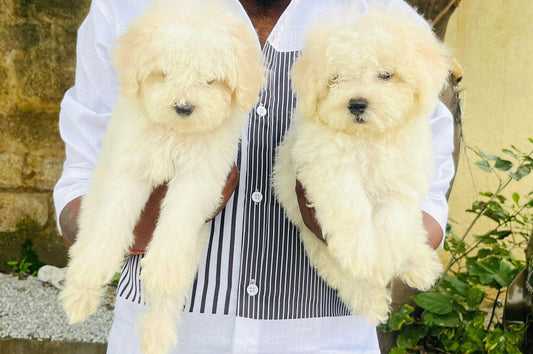 Maltese Puppies in  Chennai