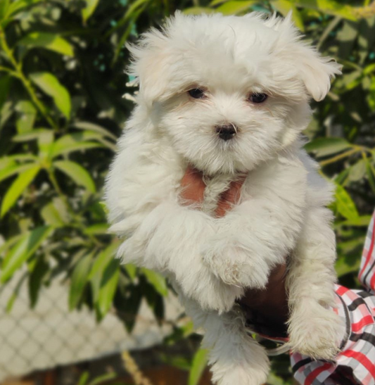 Purchase Maltese Puppy from Mumbai