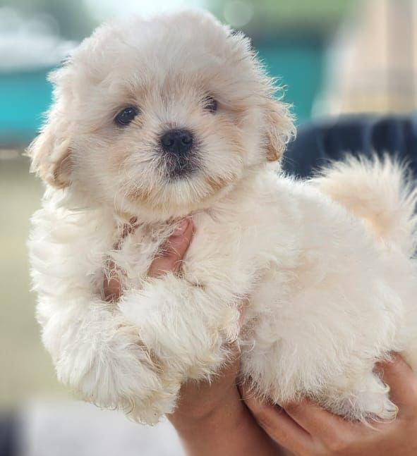 Affectionate Maltese Puppy