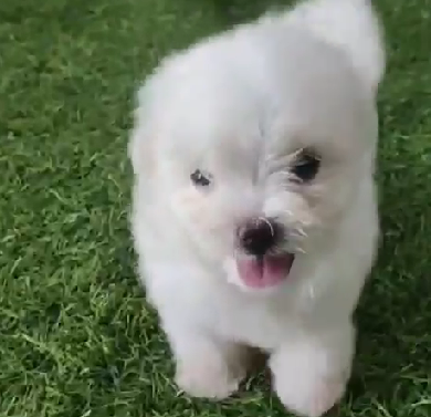 Buy Best Quality Maltese Puppy from Mumbai