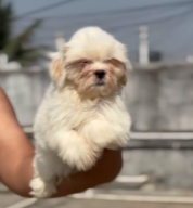 Maltese puppy From Hyderabad  for sale