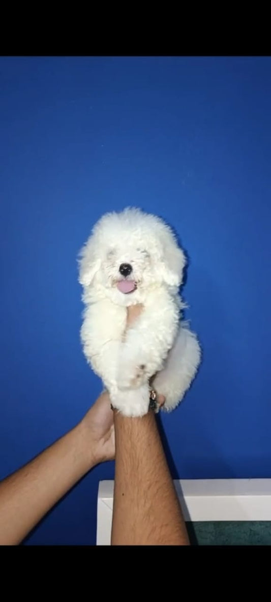 Maltese dog price in Jaipur