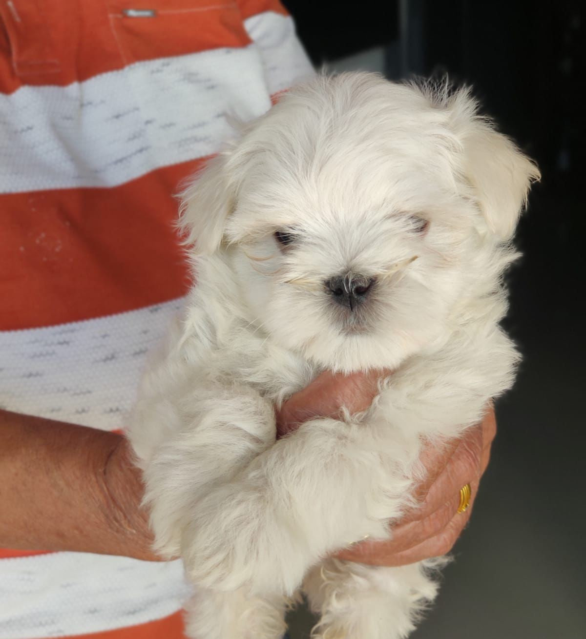 Maltese puppy From  Bangalore  for sale