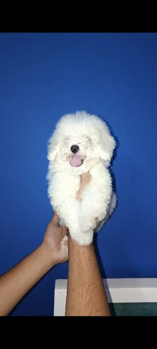 Maltese puppy price in  Vizag