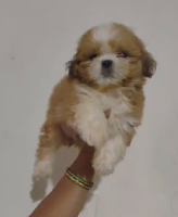Maltese puppy From Vizag for sale