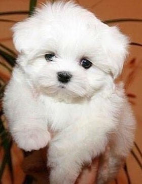 Maltese puppy From Jaipur   for sale