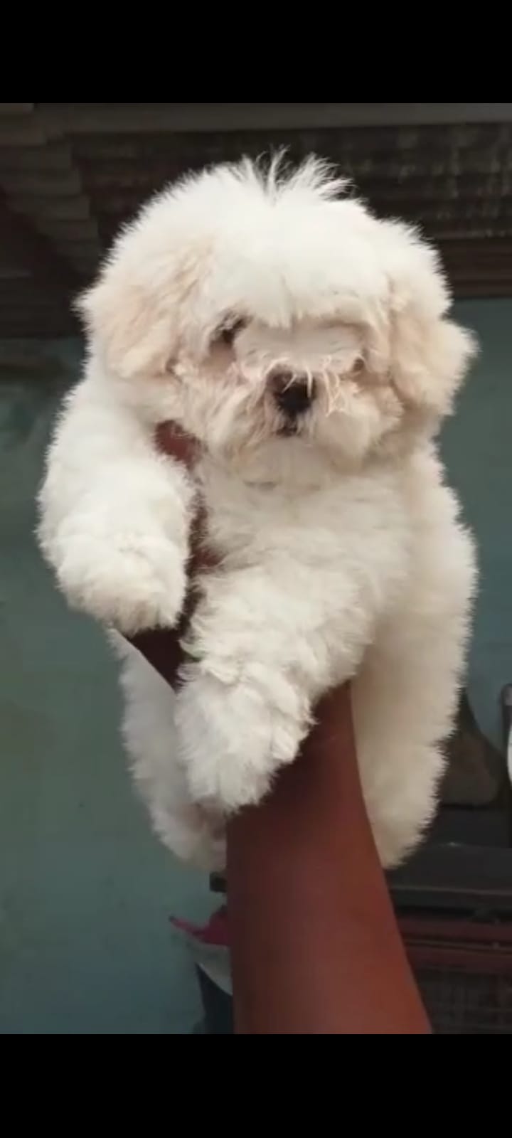 Buy lovable Maltese Puppy from Delhi