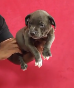 Buy Male Pitbull Puppy from Goa