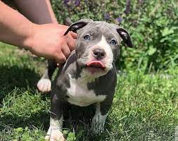 Purchase Pitbull Puppy from pune