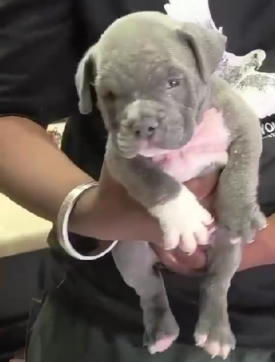 Pitbull puppy price in  Chennai