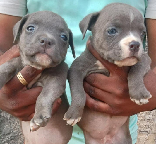 Buy lovable Pitbull Puppy from Goa
