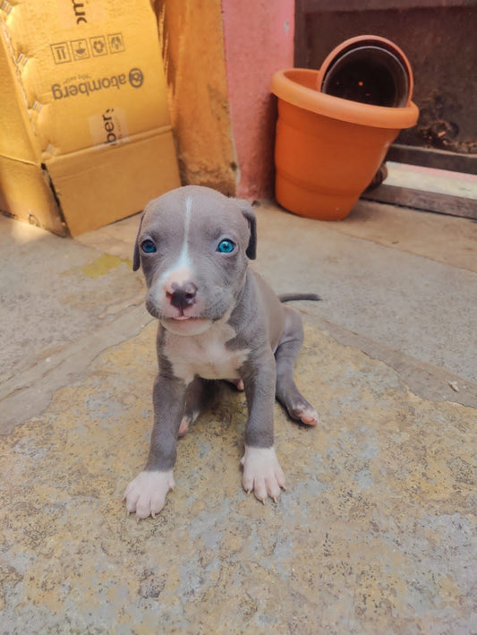 Order Female Pitbull Puppy from Goa