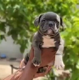 Purchase Friendly Pitbull Puppy from Goa