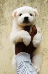 Buy Male Pomeranian Puppy from Goa