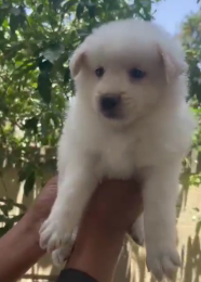 Buy lovable Pomeranian Puppy from Goa