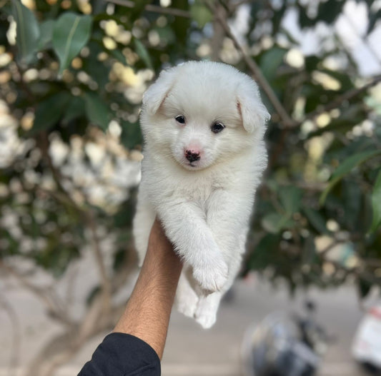 Pomeranian puppy price in  Chennai