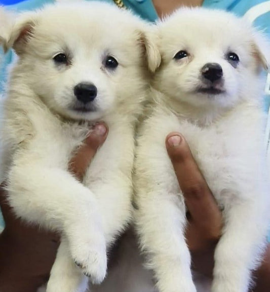 Pomeranian dog price in Chennai