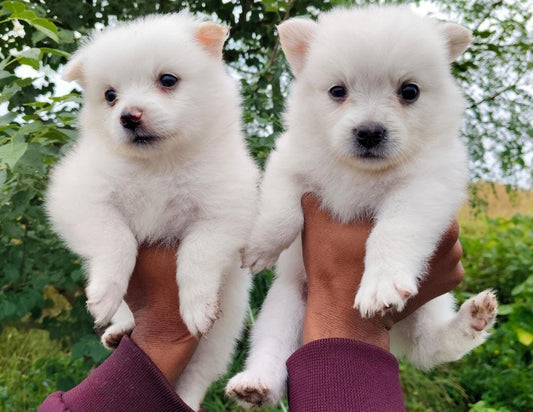 Pomeranian  puppy From Chennai   for sale