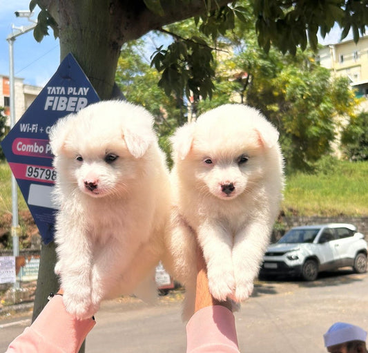 Pomeranian Puppies in  Vizag