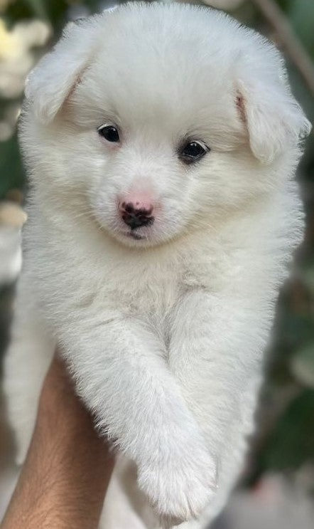 Pomeranian puppy price in  Jaipur