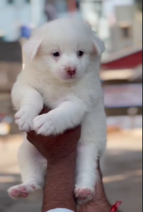 Pomeranian Puppies in  Hyderabad