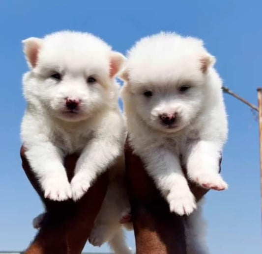 Pomeranian puppy From Vizag   for sale