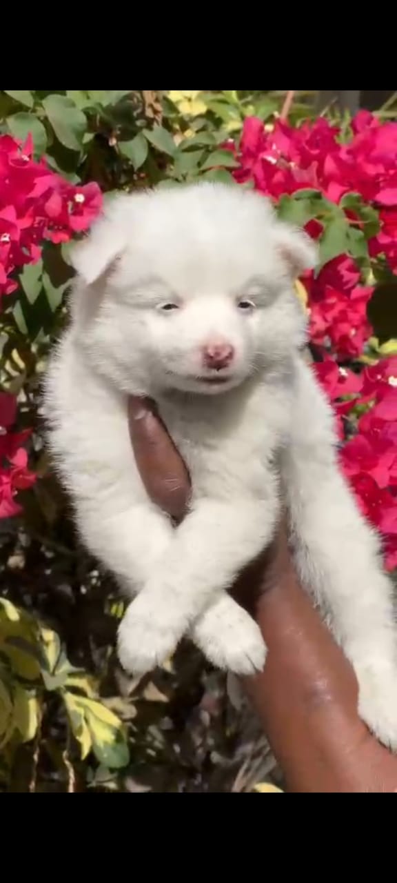 Pomeranian dog price in  Bangalore