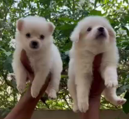 Pomeranian Puppies in  Jaipur