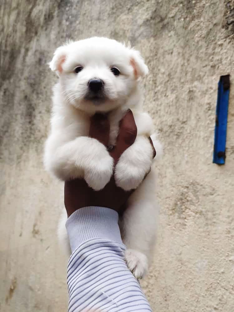 Pomeranian dog price in Hyderabad