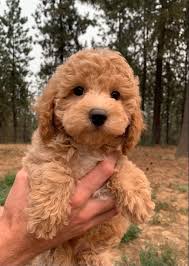 Order Poodle Puppy from Mumbai