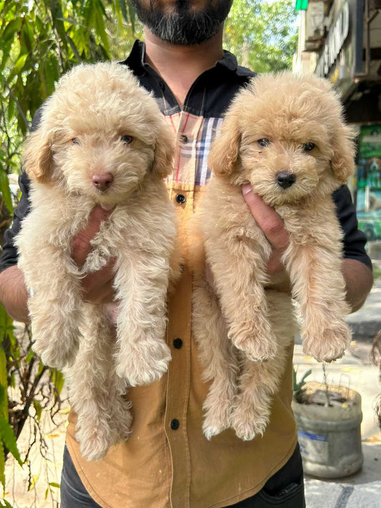 Buy  Poodle  Puppy from Mumbai
