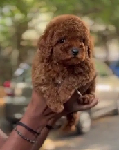 Purchase Friendly Poodle Puppy from Goa