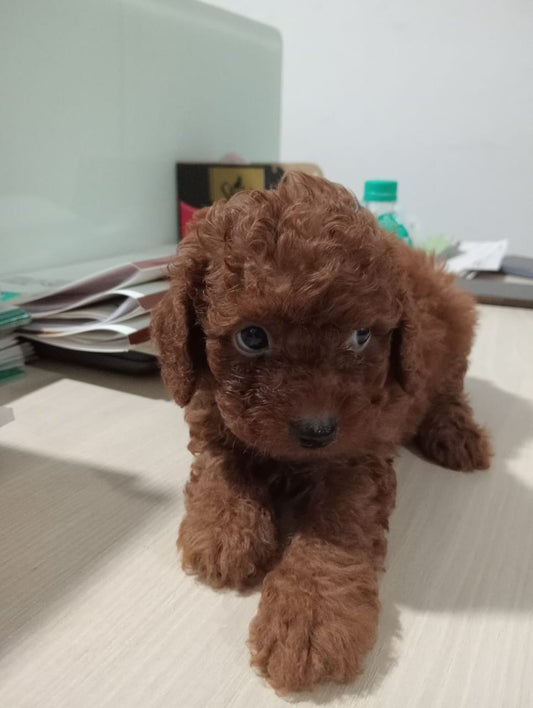Purchase Friendly Poodle Puppy from Goa
