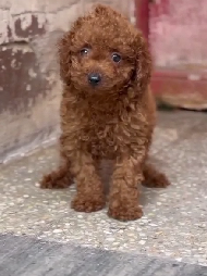 Order sweet & playful  Poodle Puppy from Goa