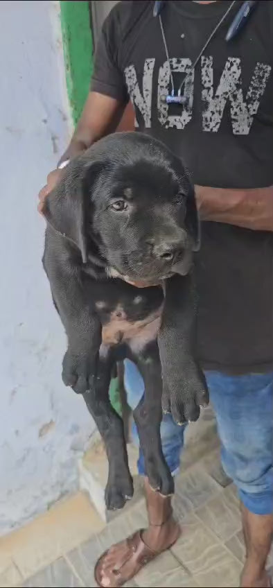 Great Dane puppy From Chennai   for sale