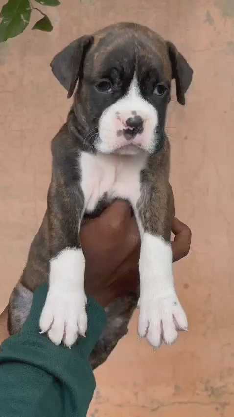 Boxer puppy From Chennai   for sale