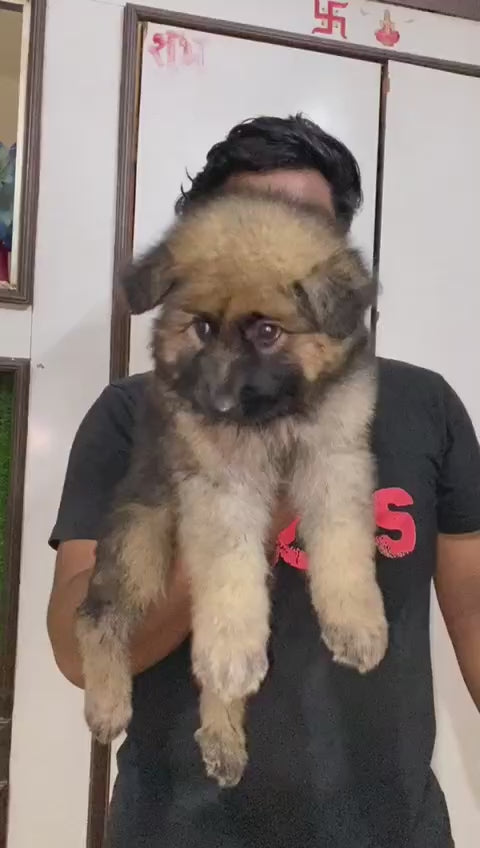 German Shepherd puppy From Chennai   for sale