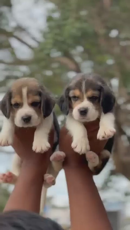 buy Beagle Puppy for Seal