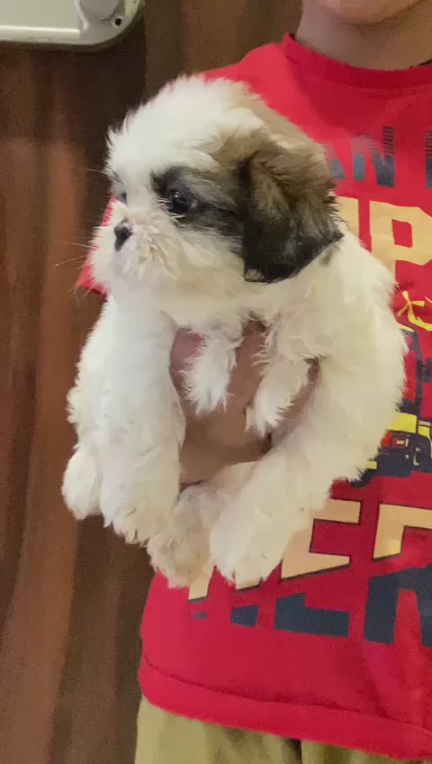 Shih Tzu dog price in Chennai