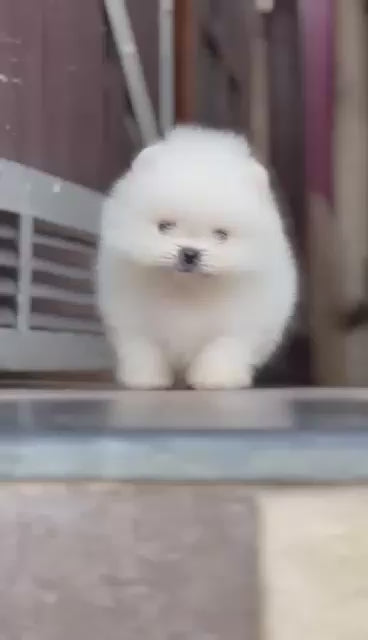 Toy Pomeranian puppy From Chennai   for sale