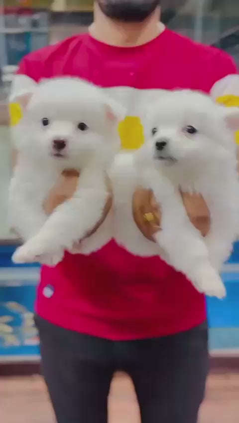 Pomeranian Puppies in  Chennai