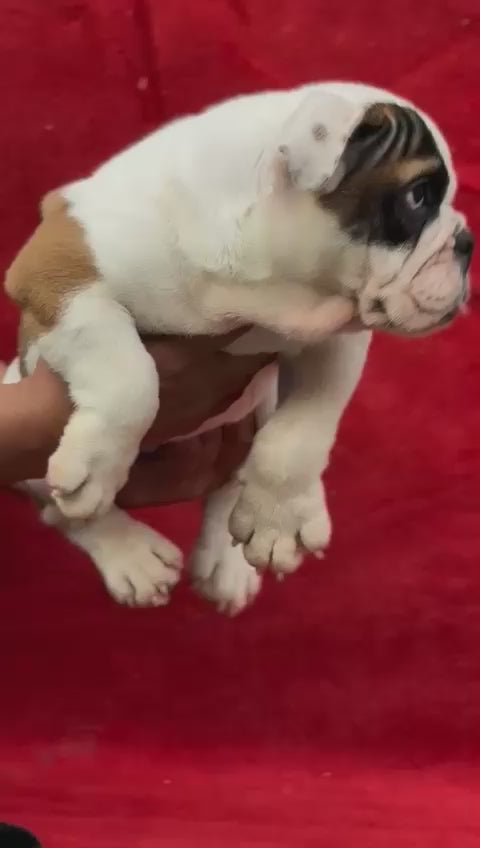 English bulldog puppy From Hyderabad  for sale