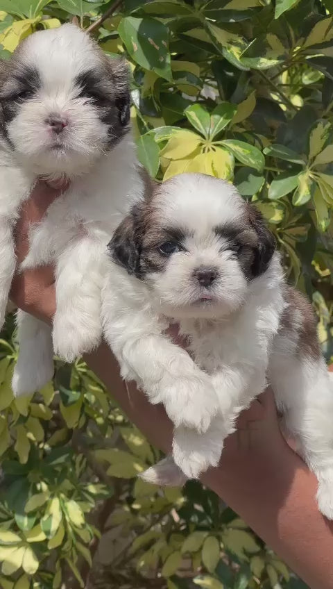 Shih Tzu puppy From Chennai   for sale
