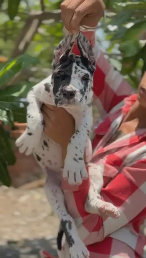 Purchase Great Dane Puppy from Mumbai