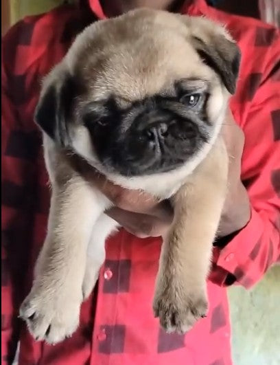 Order Female Pug Puppy from Goa