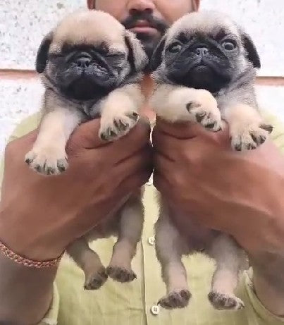 Purchase Friendly Pug Puppy from Goa