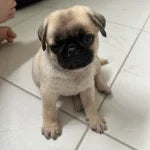 charming Pug puppy 