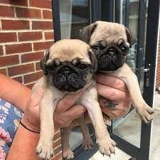 Playful Pug Puppy